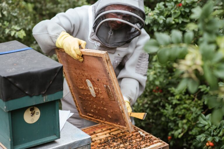 Pomoc dla pszczelarzy