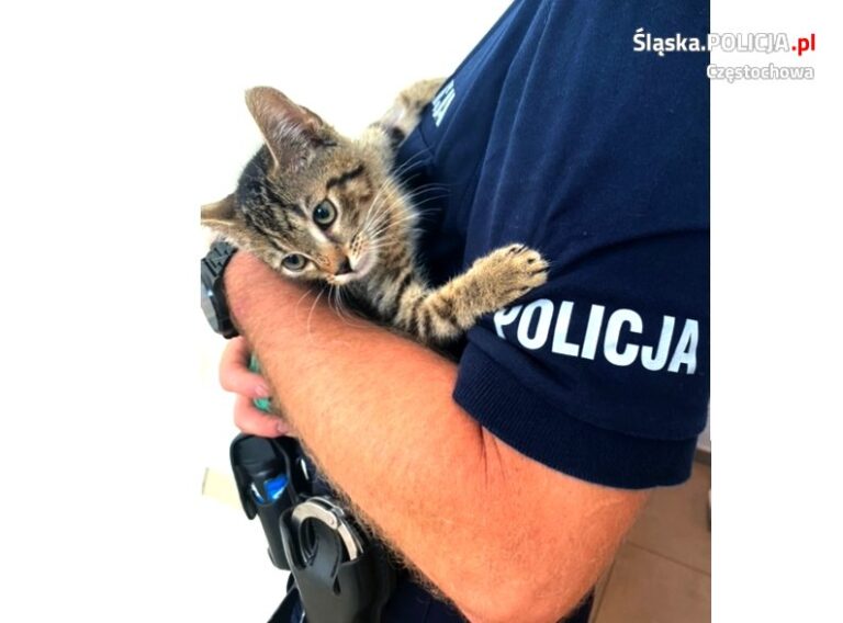 Policyjny kotek ma już dom !